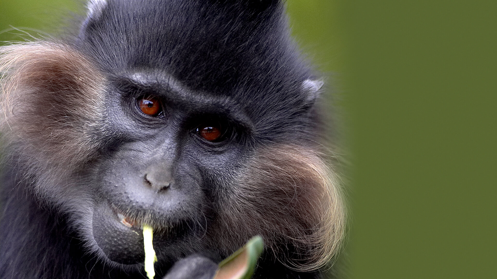 Close up of a mangabey monkey's face as he chews on a piece of food