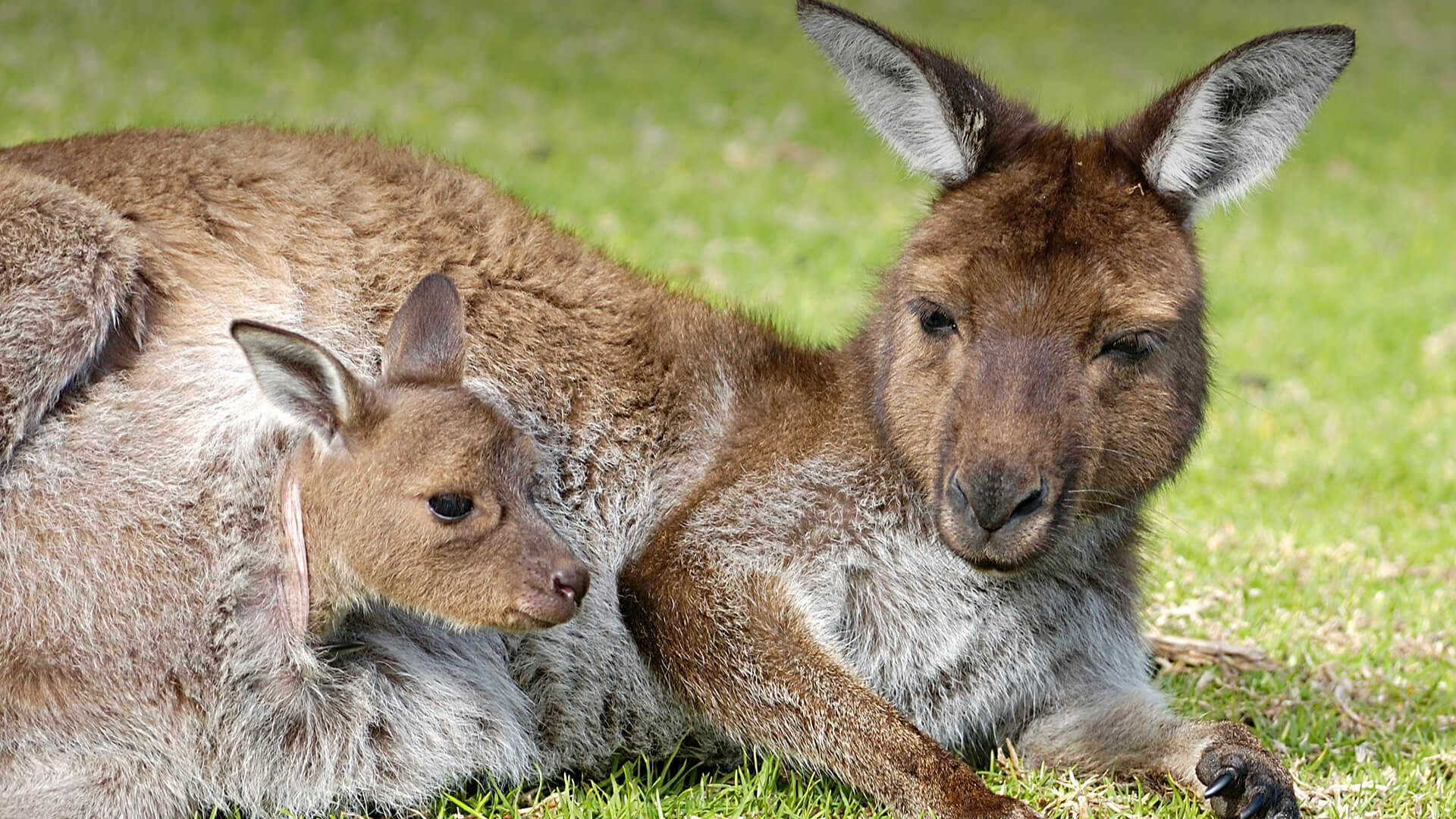 Kangaroo joey peeks out of its mother's much as mother lounges on grass