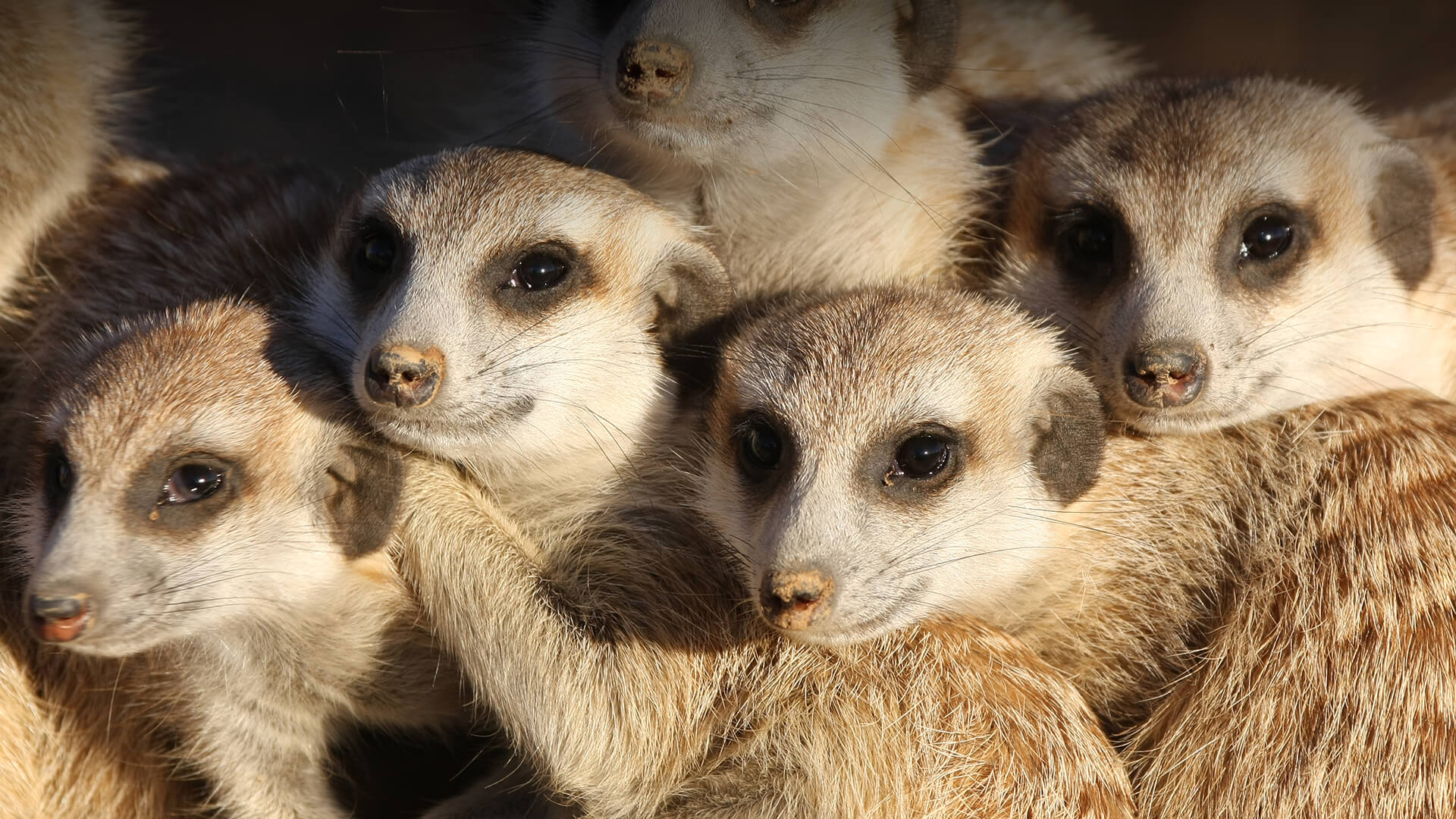 A group of meerkats huddled together 