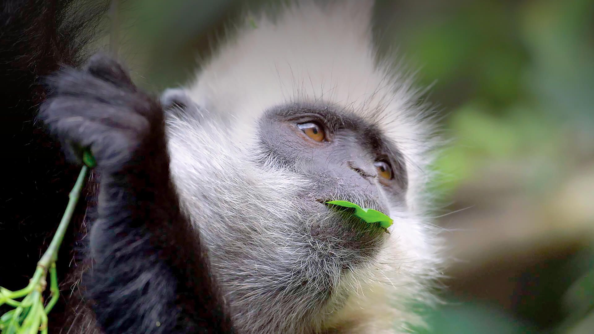 Closeup of a white-headed langur holding onto a branch while it holds a green leaf in its mouth