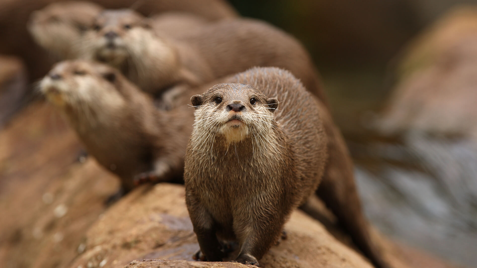 Asian short-clawed otters on log