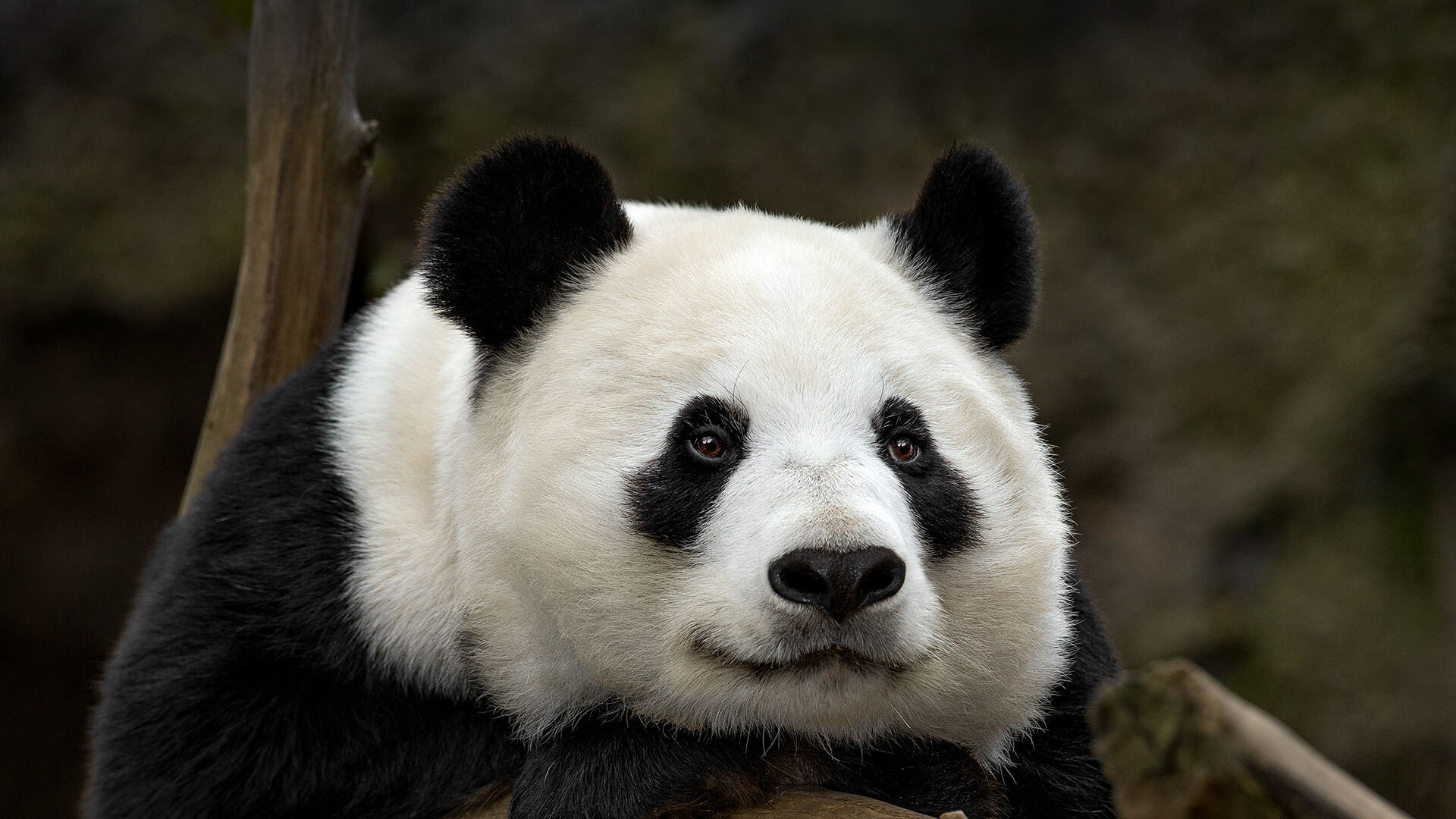 Giant Panda Face