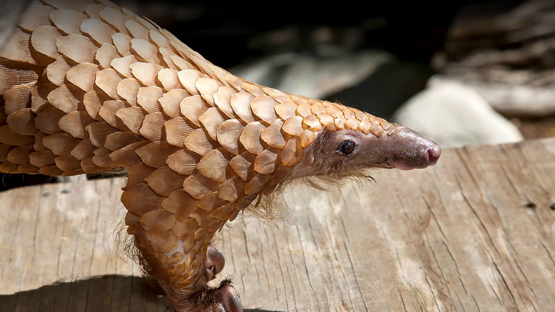 A tree pangolin looks to the right while standing on a wood plank