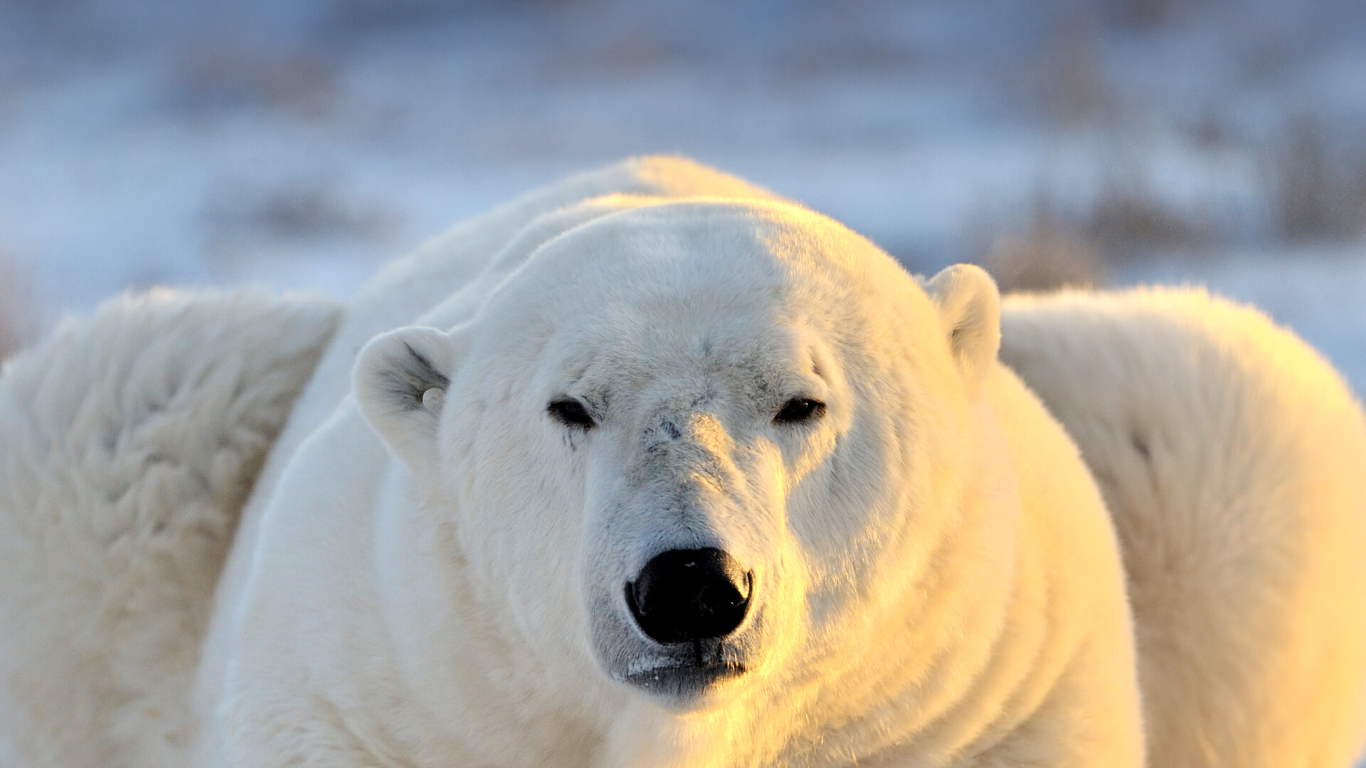 Polar bear in Arctic