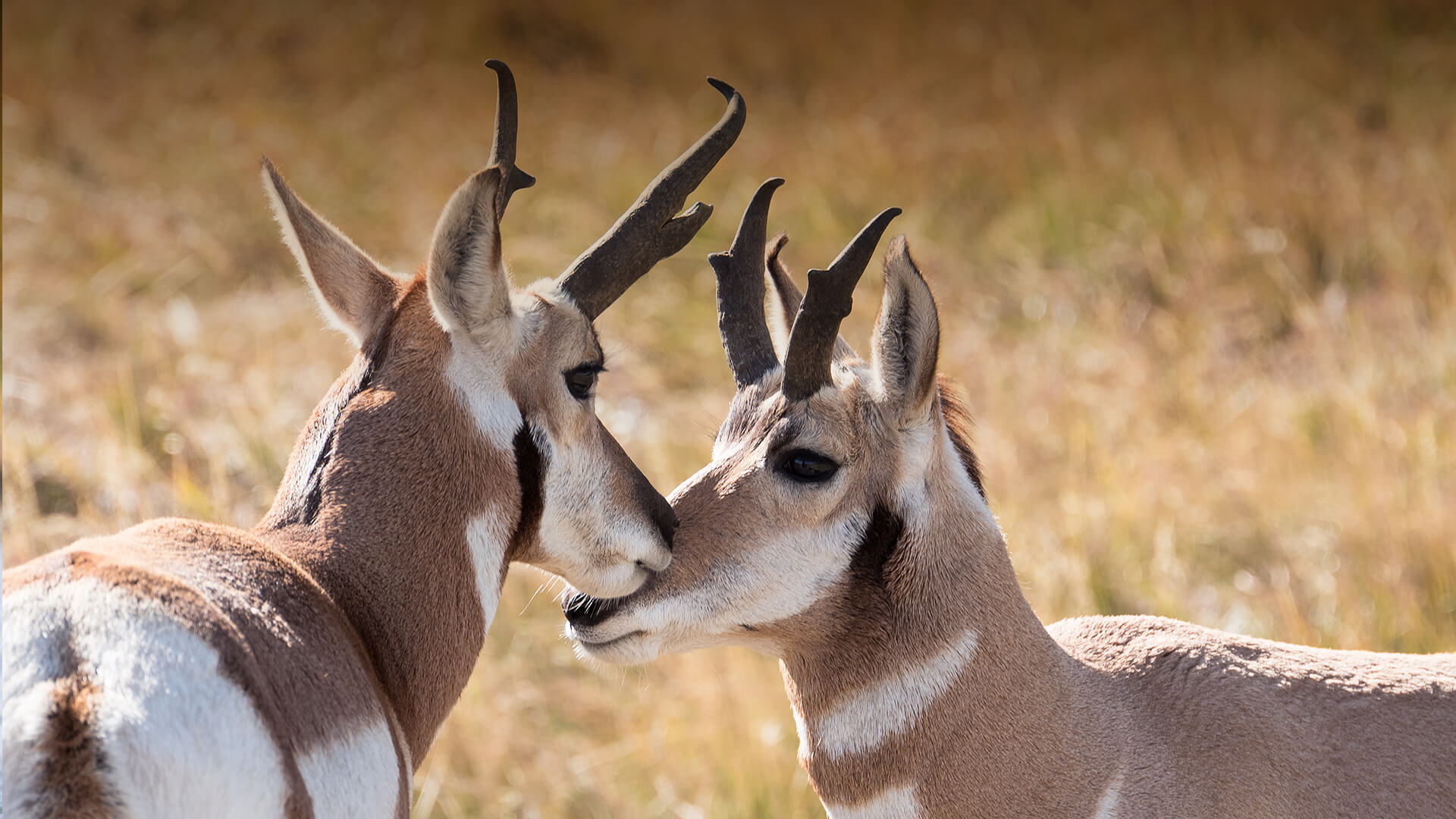 740+ Gambar Hewan Pronghorn Antelope Terbaru