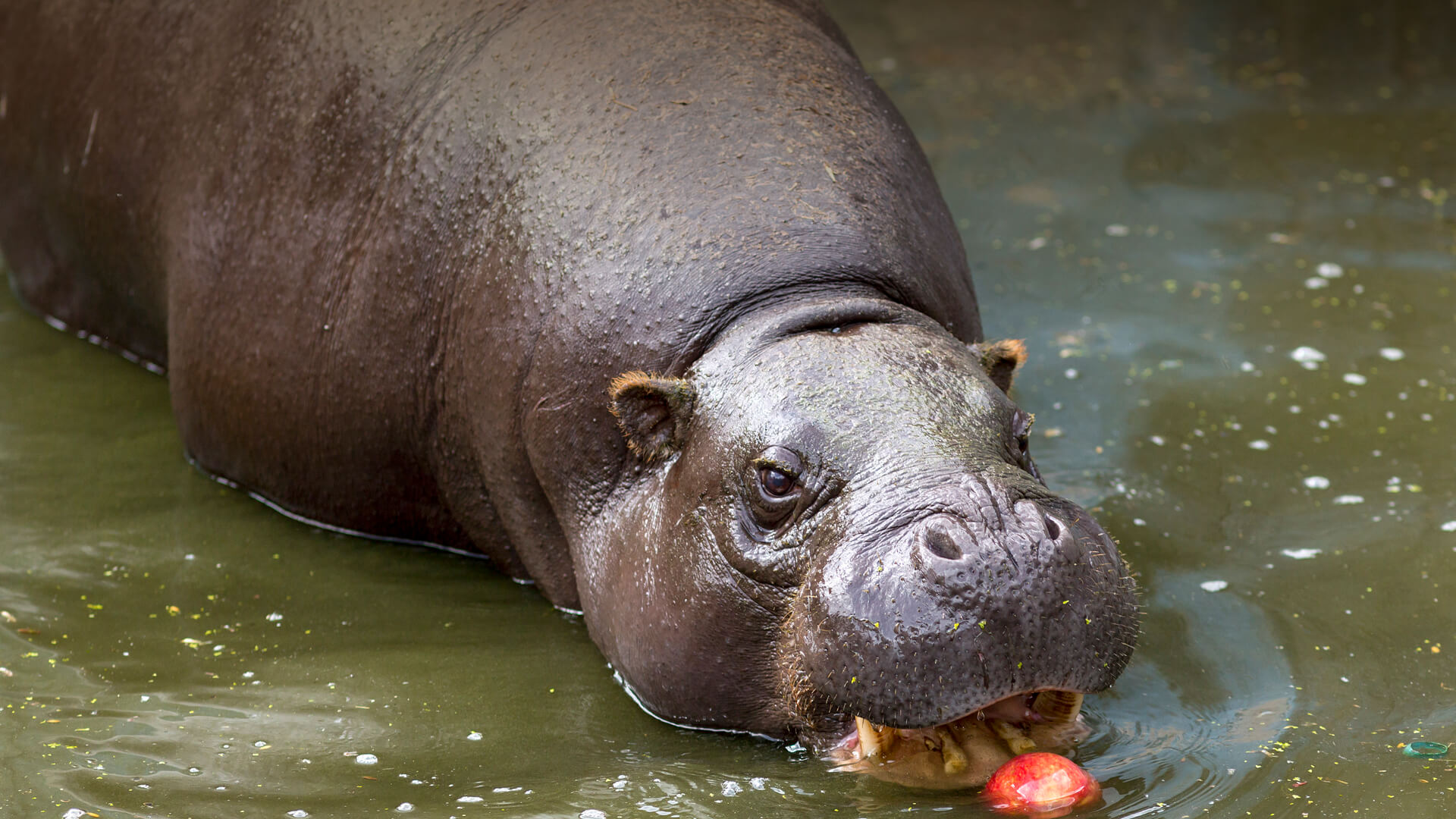 Pygmy hippo enjoys an apple