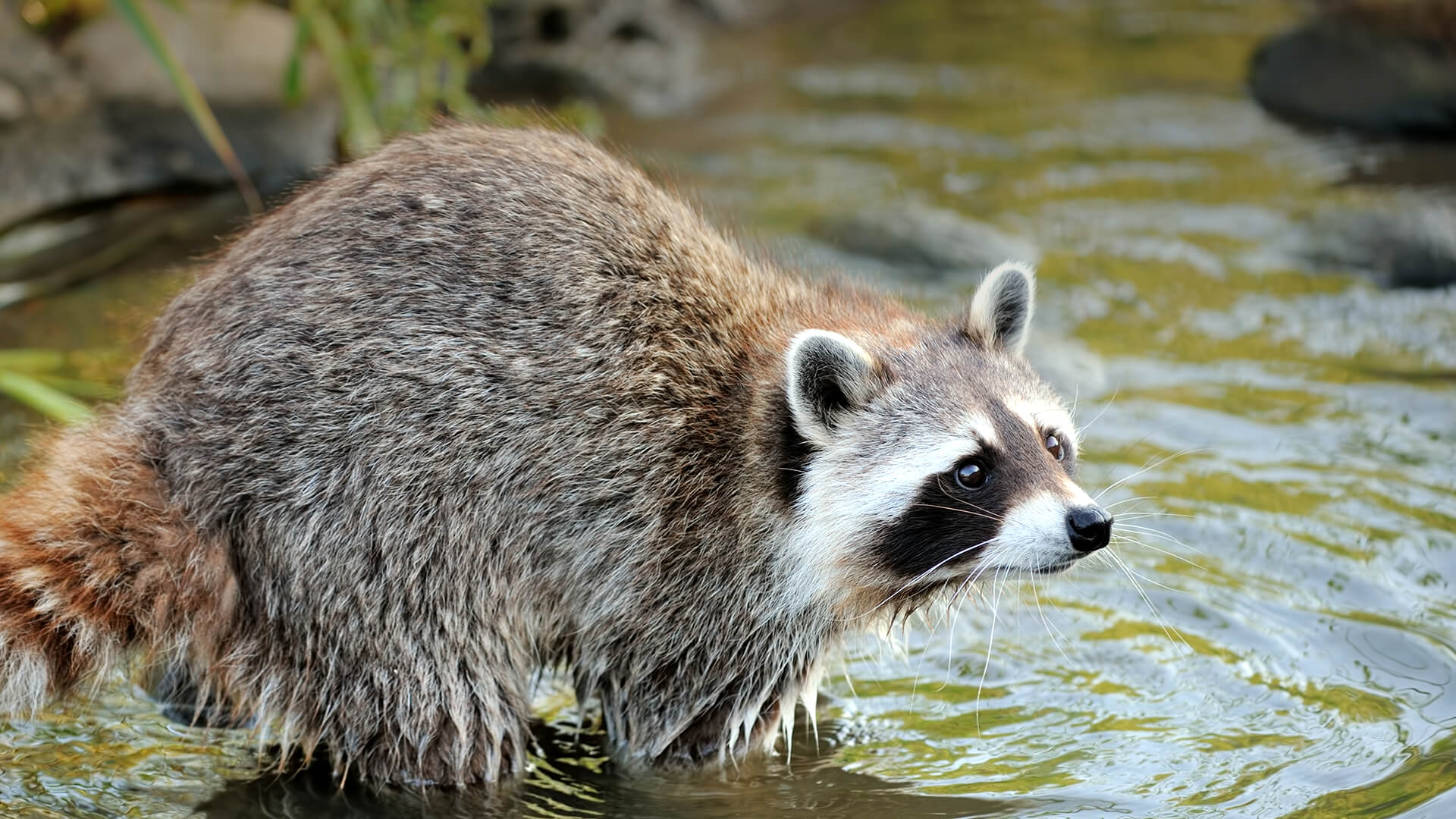 Raccoon wading into water