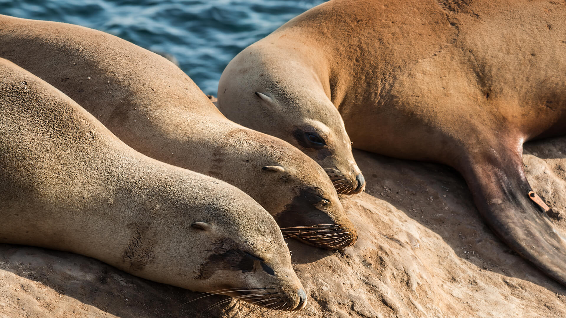 black sea lion swimming