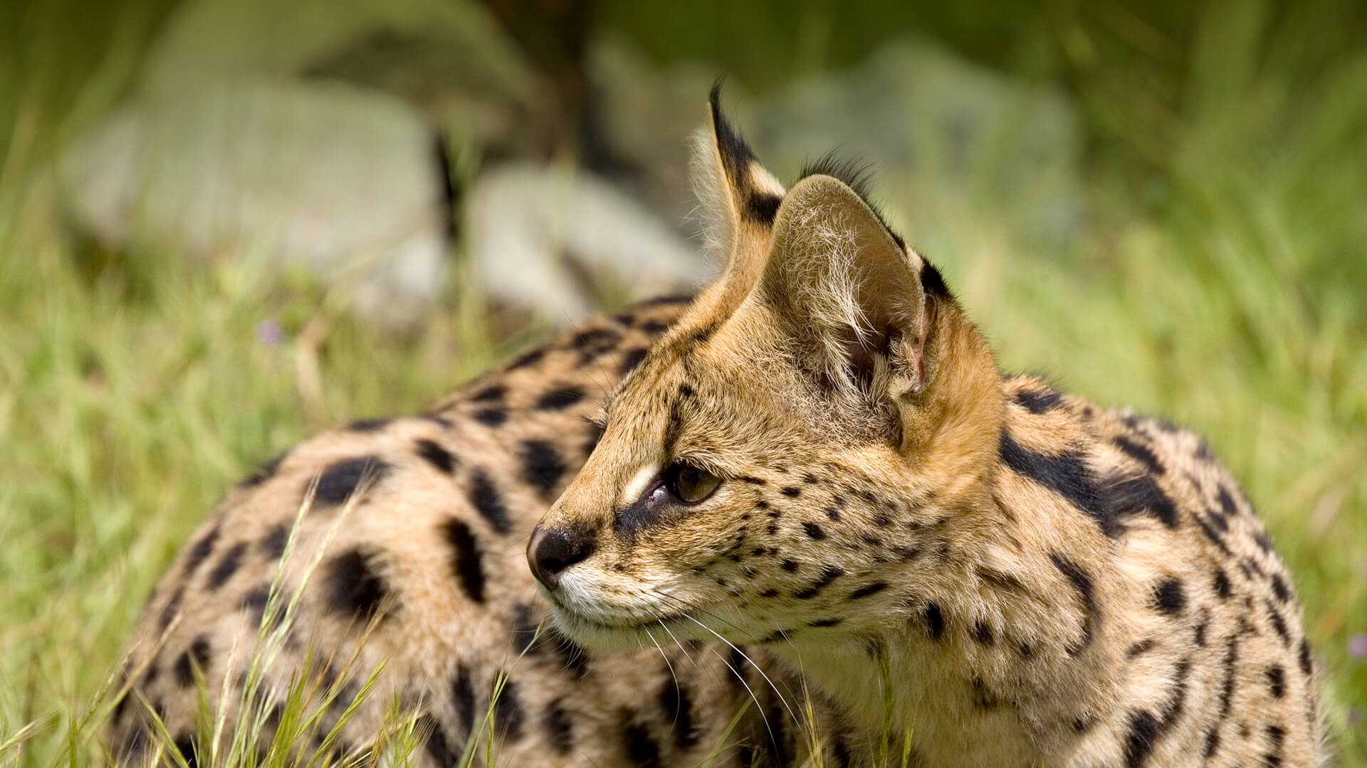 Serval laying in the grass