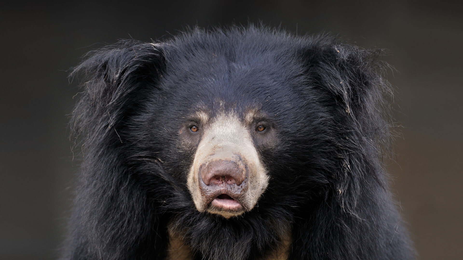 Closeup of a sloth bear's face straight on