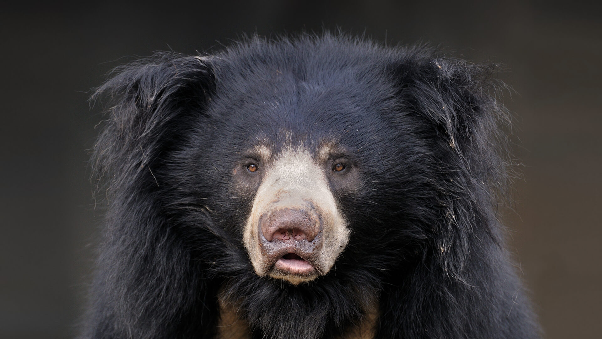 which family do bears belong to