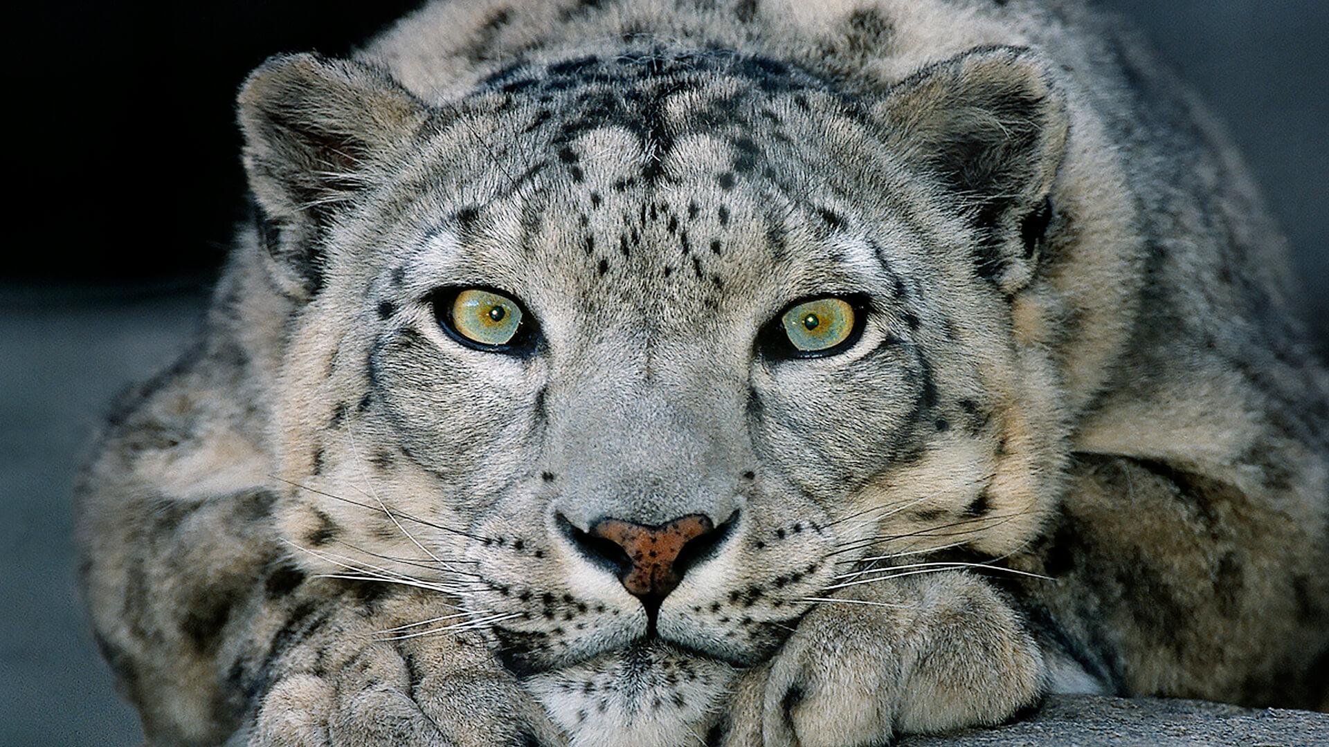 The Grey Eyed Leopard - snow leopard, animals, big cats, felines, cats,  leopards