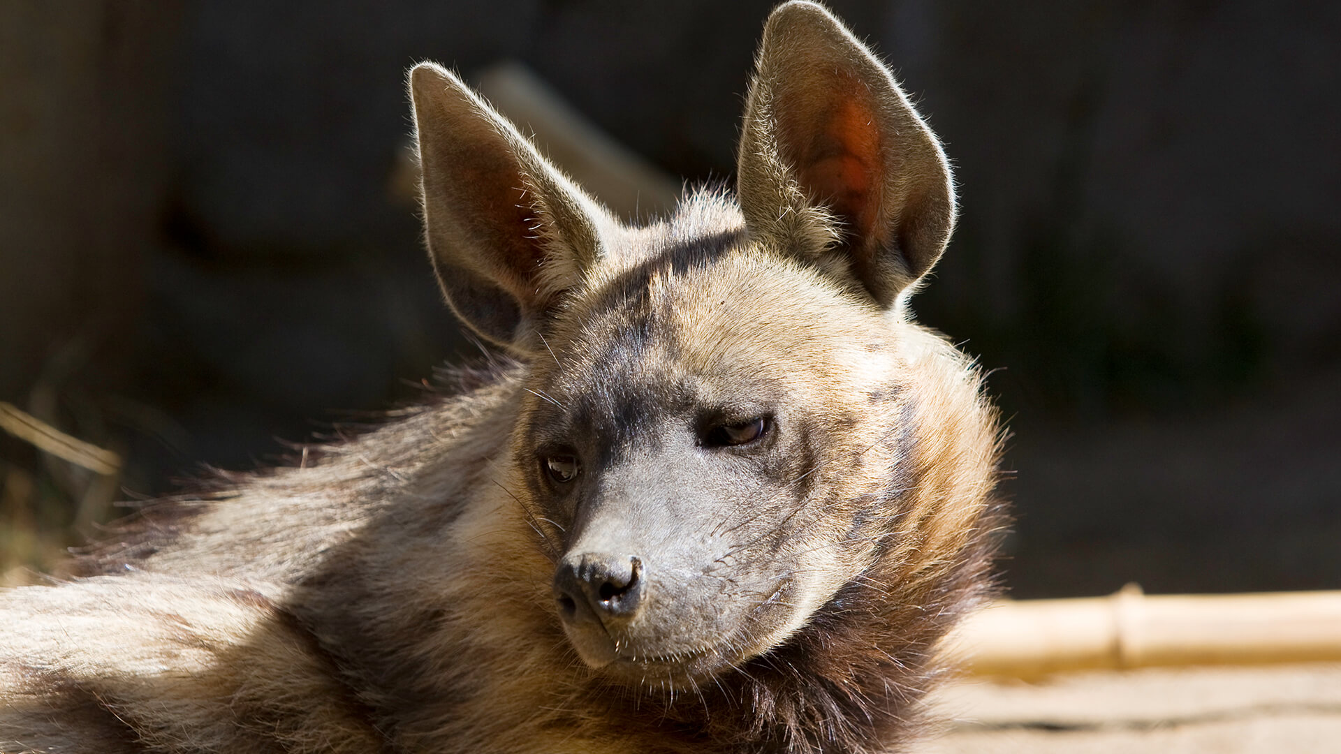 Striped Hyena | San Diego Zoo Animals & Plants