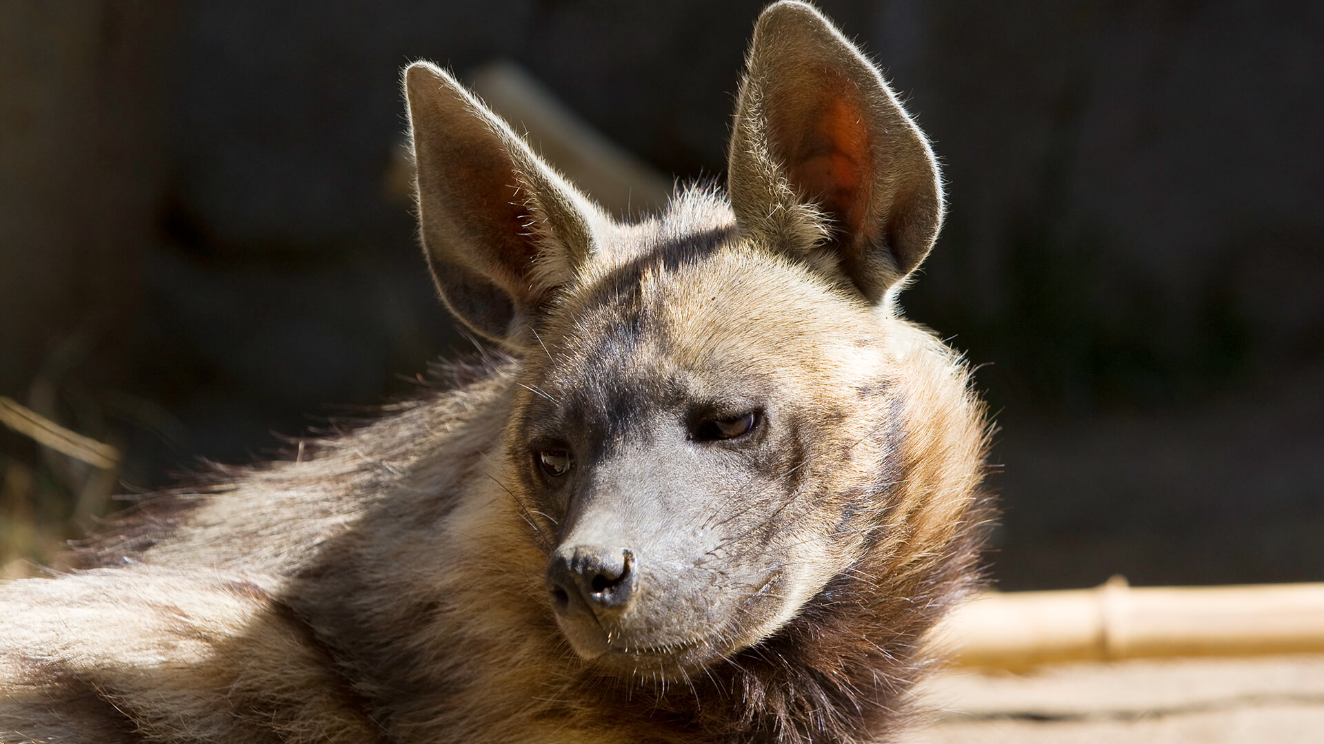 A striped hyena looks slightly to the left as is suns itself in front of its den