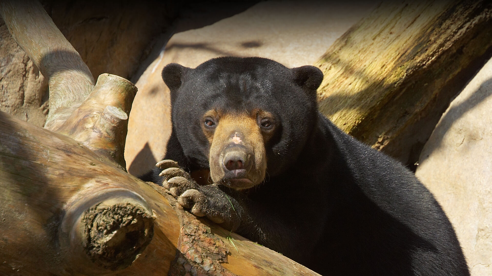 A sun bear relaxes with its paw under its muzzle, on a wooden log