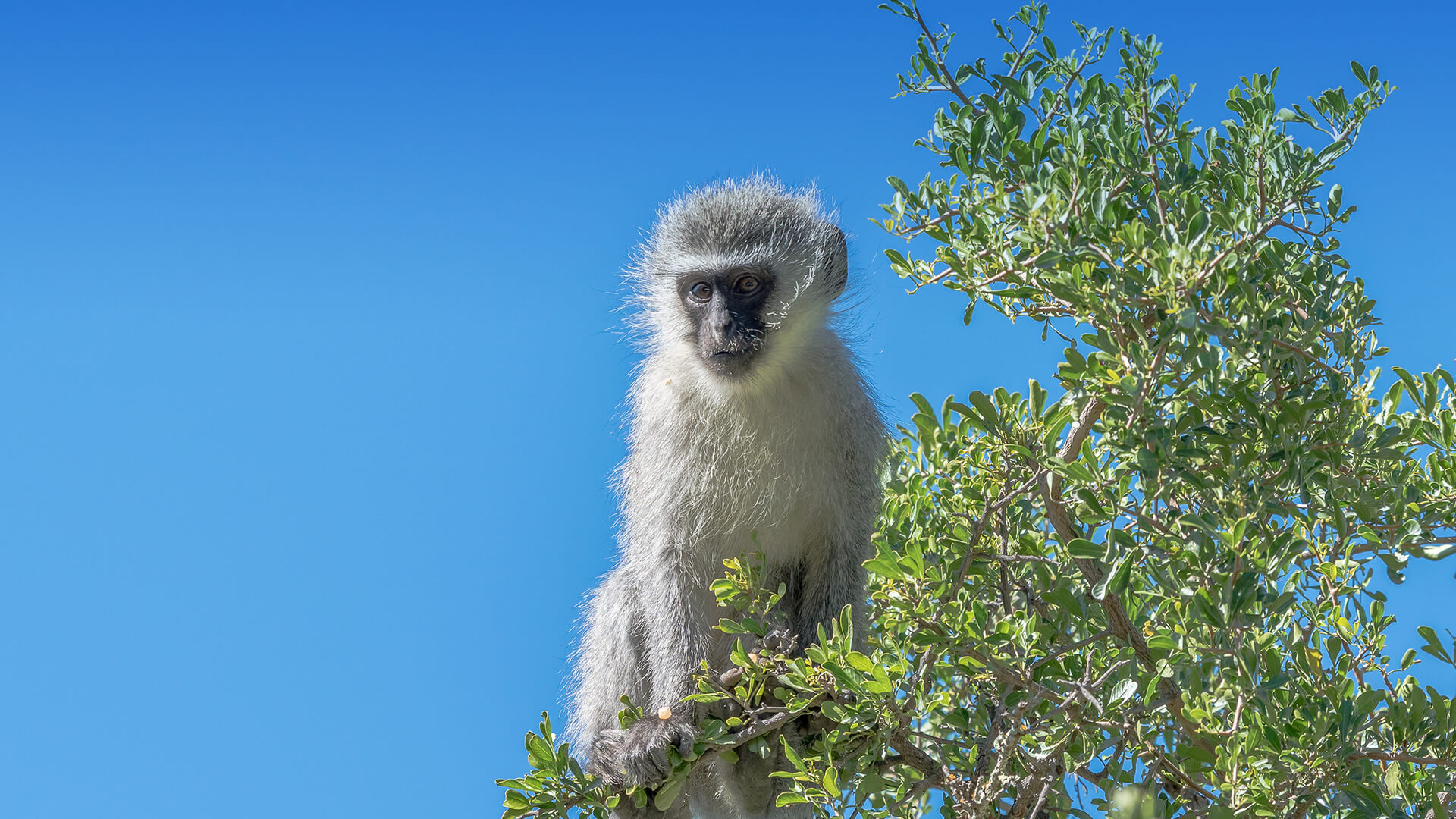 Vervet Monkey | San Diego Zoo Animals & Plants
