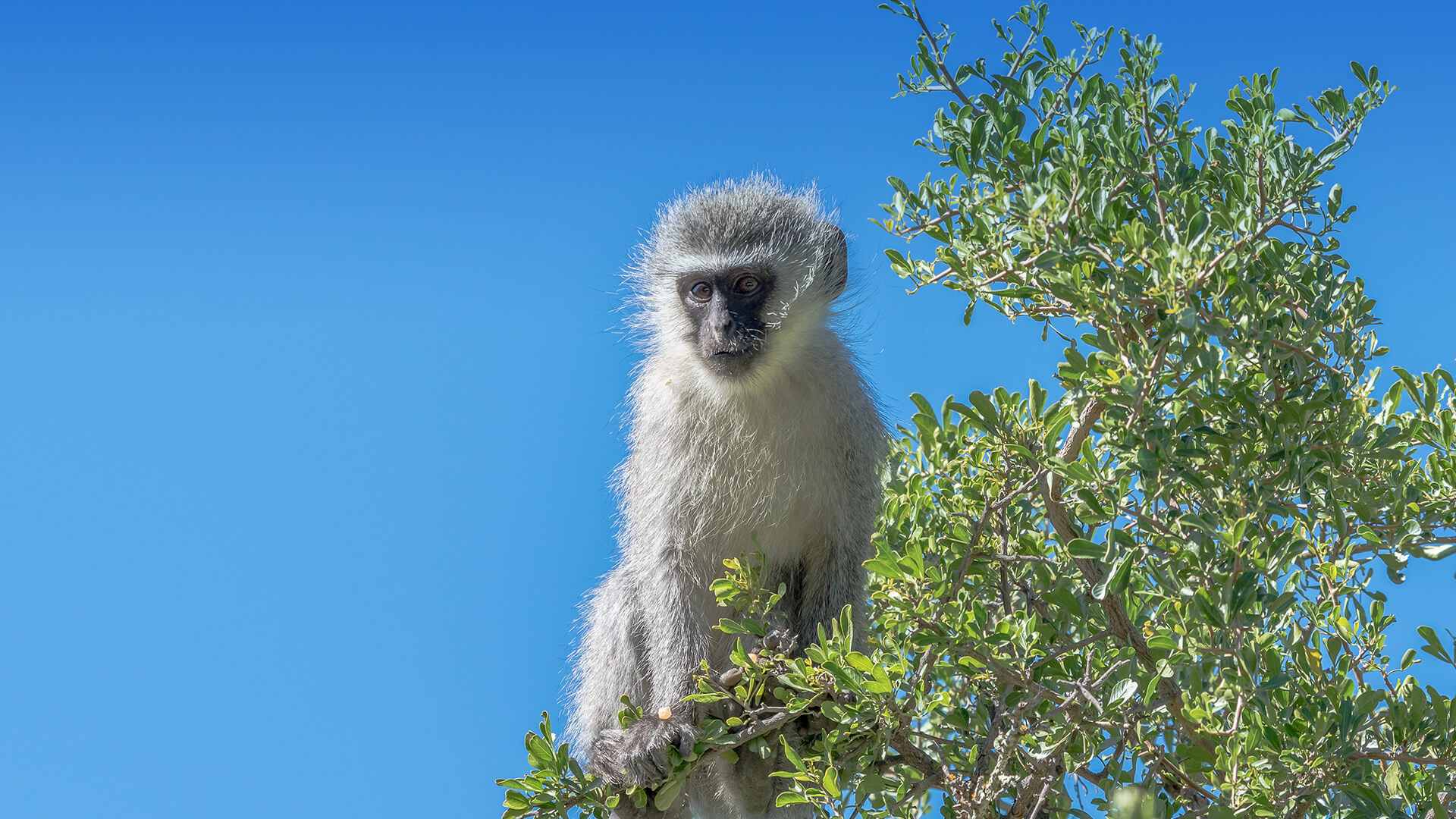 Vervant Monkey in Tree