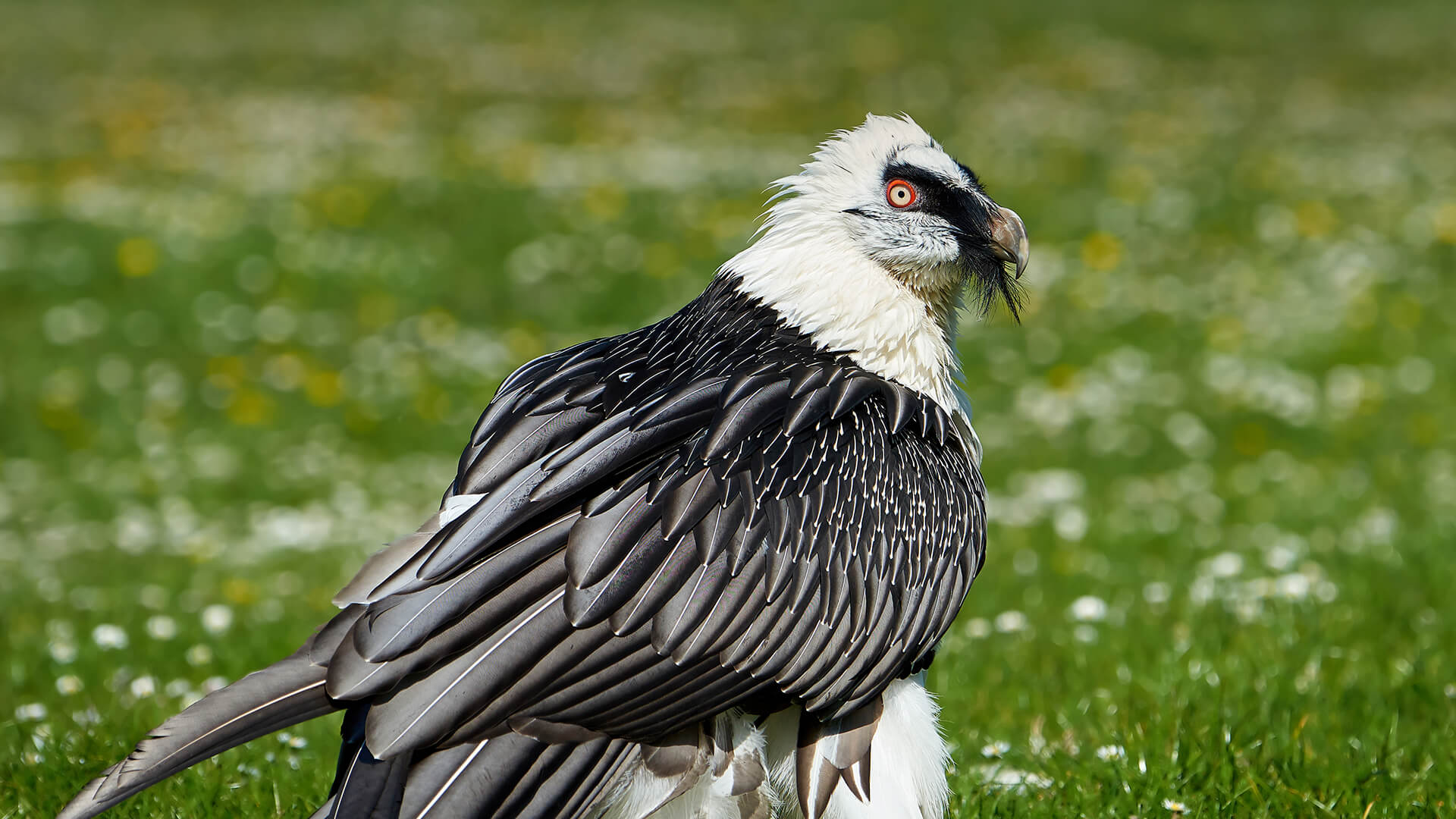 Bearded vulture (Gypaetus barbatus)