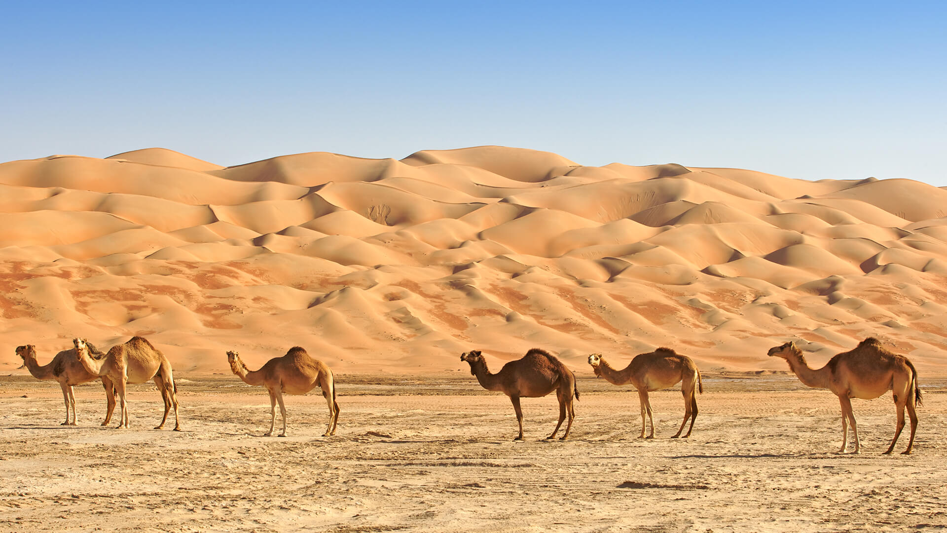 Camels in the Rub al Khali or Empty Quarter. Straddling Oman, Saudi Arabia, the UAE and Yemen, the largest sand desert in the world.