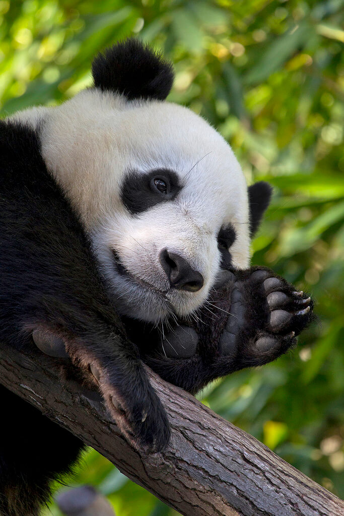 Giant Panda Cub In Tree #1 Coffee Mug by San Diego Zoo - Animals and Earth  - Website