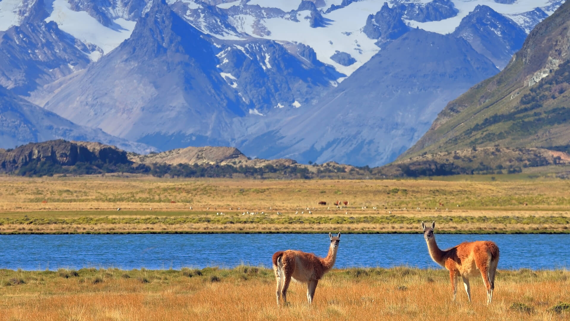 A pair of guanaco grazing in a yellow field in front of a blue lake and snow-capped mountains of Patagonia