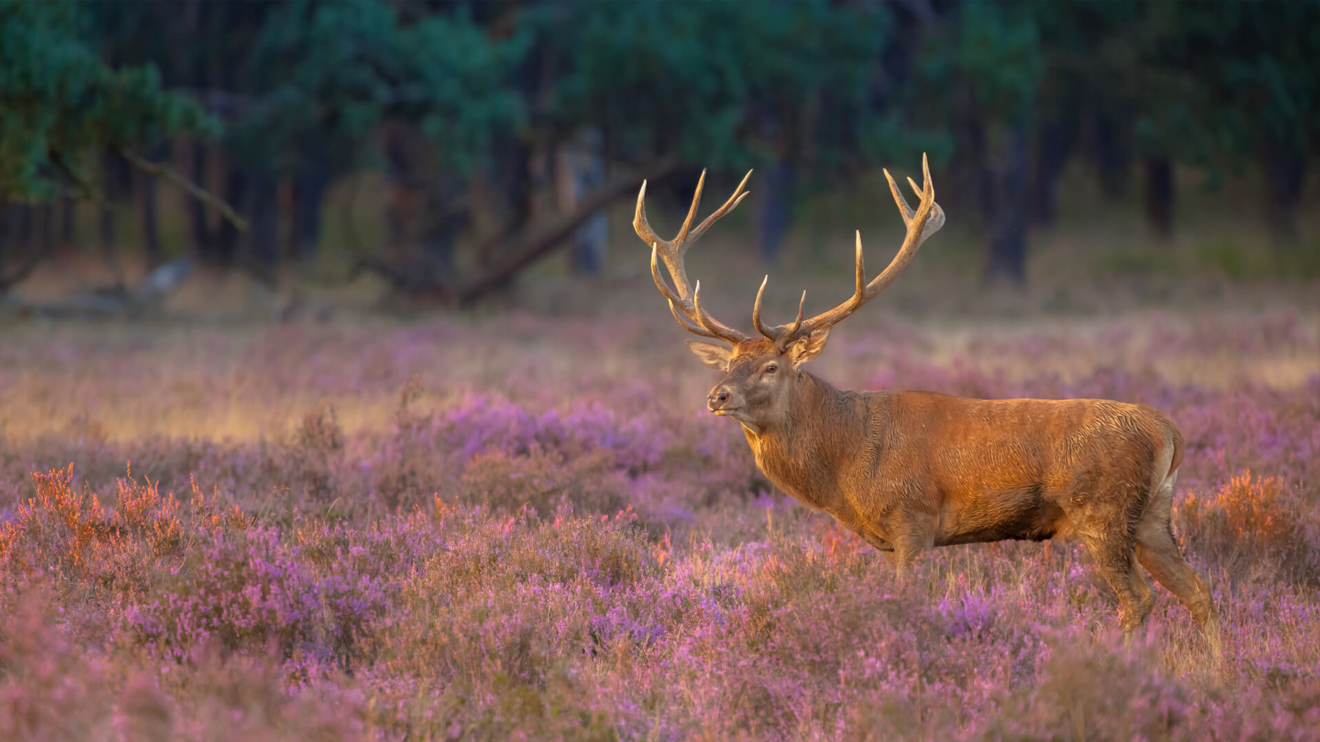 A large stag stands in a field of heather, Scotland