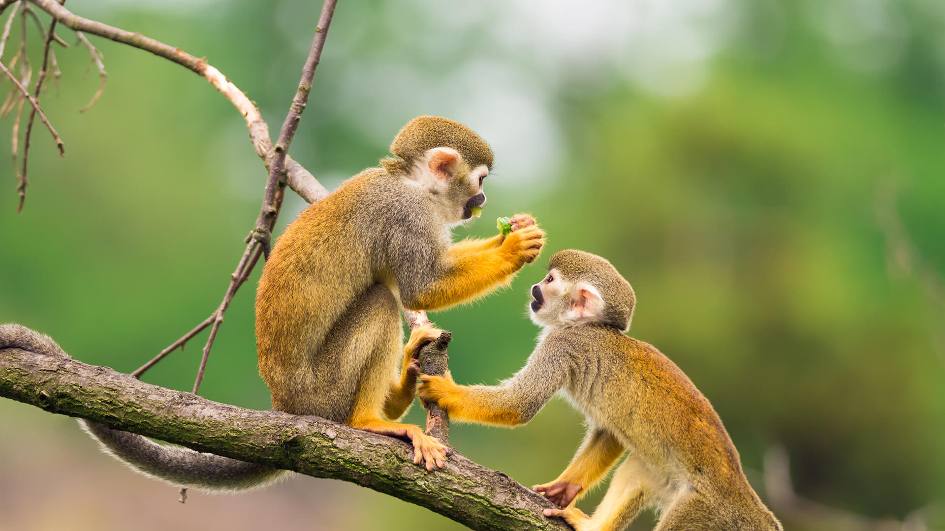 Squirrel monkeys eating fruit while sitting on a tree branch in a jungle