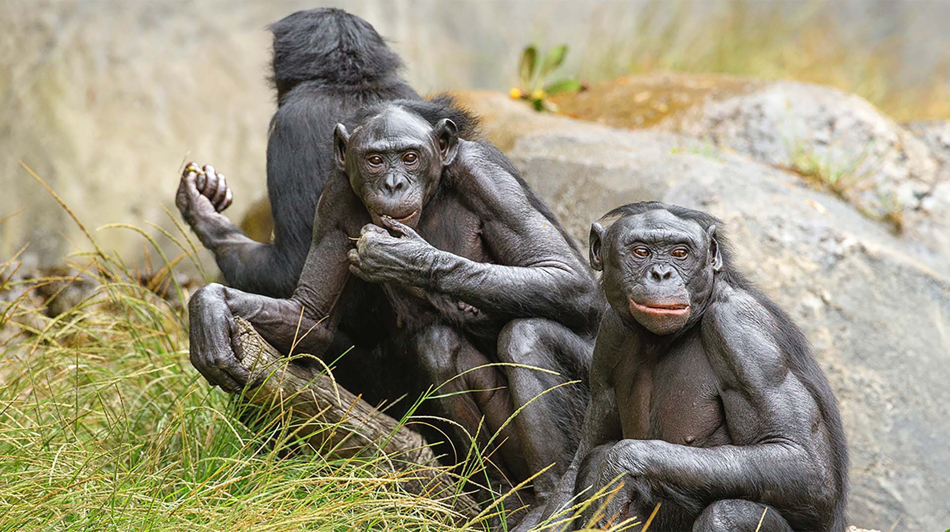 Bonobo San Diego Zoo Animals Plants