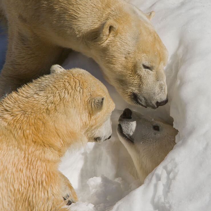 Polar Bear | San Diego Zoo Animals & Plants