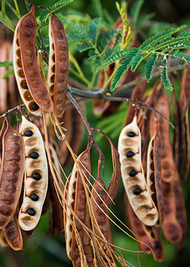 Koa tree seed pods