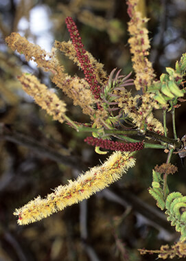 Monkey thorn acacia flowers