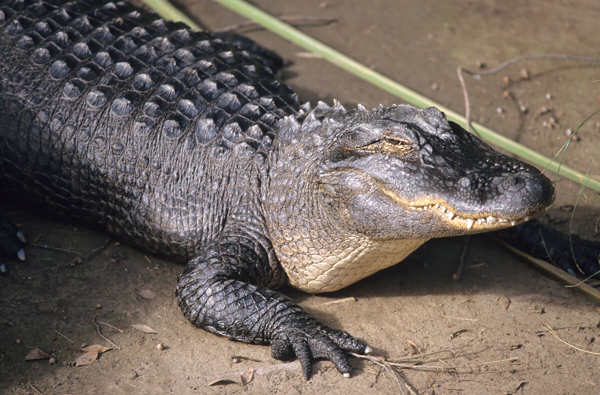 What's the Difference Between an Alligator and a Crocodile?