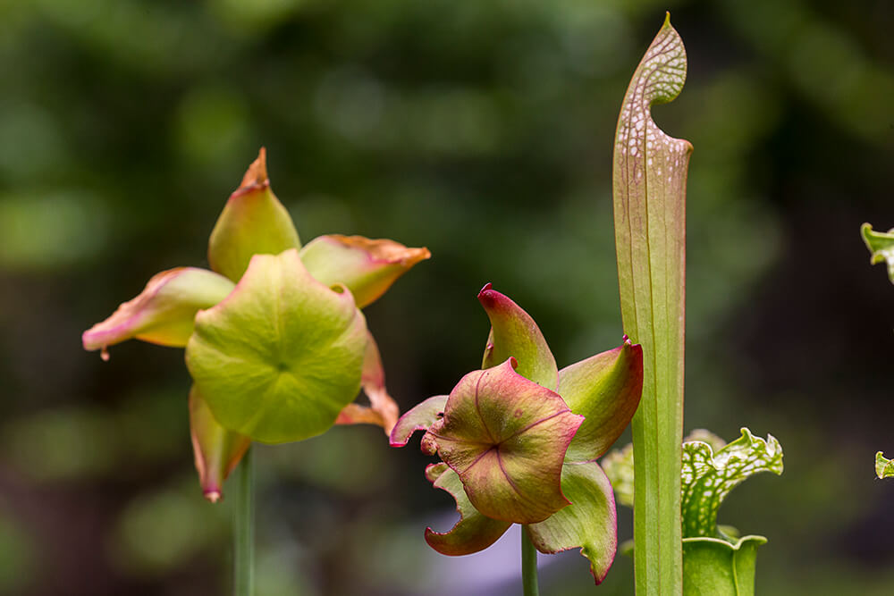 pitcher-plant