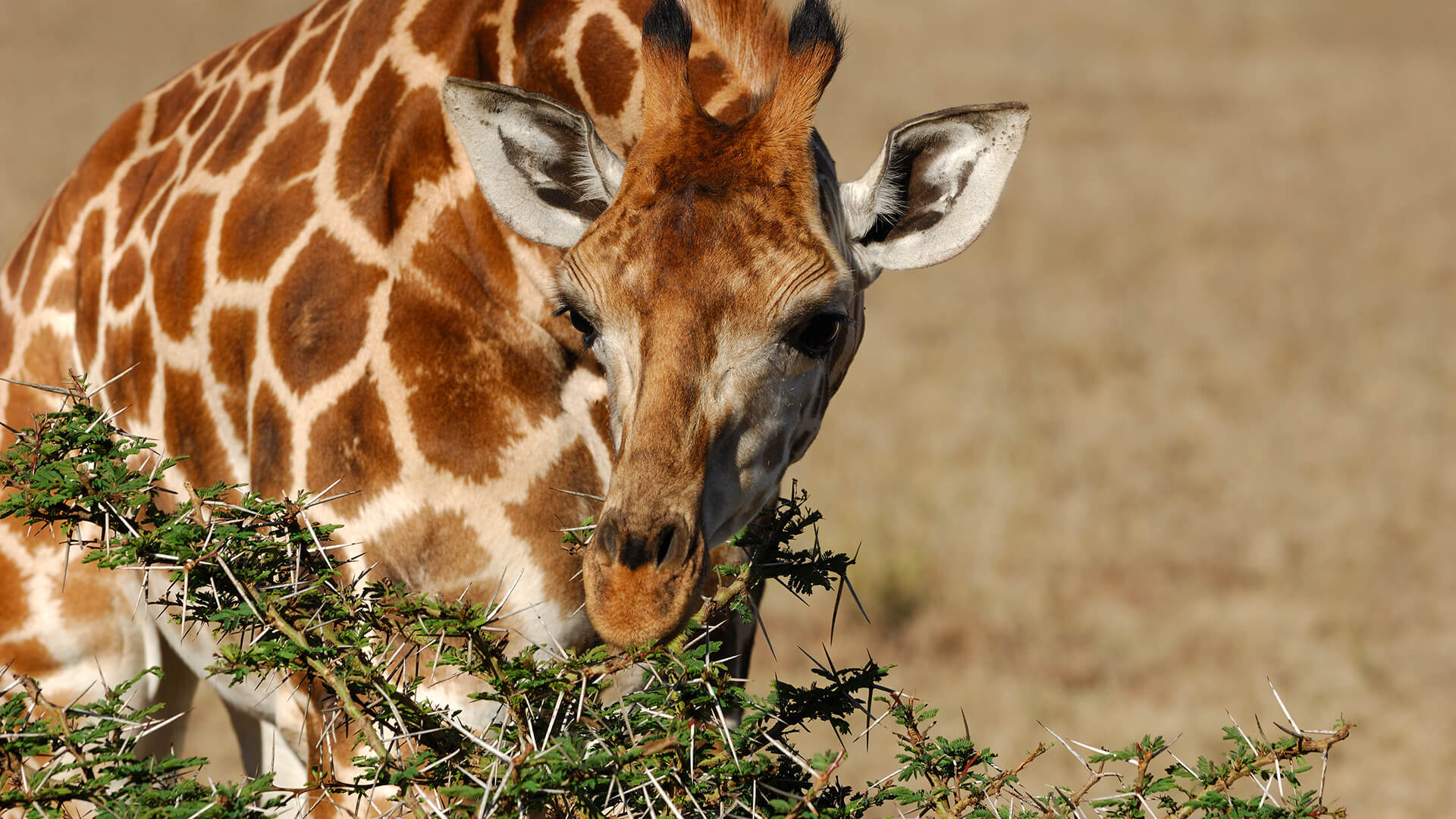 A giraffe dines on some thorny acacia leaves in Africa