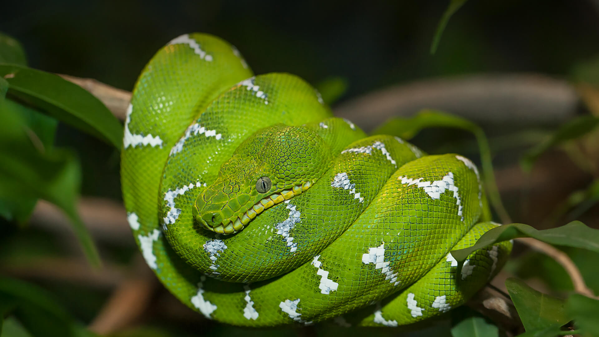 boa constrictor snake green yellow