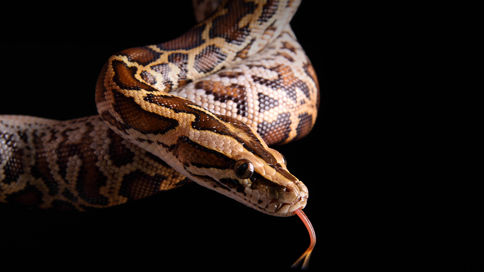 Python San Diego Zoo Animals Plants