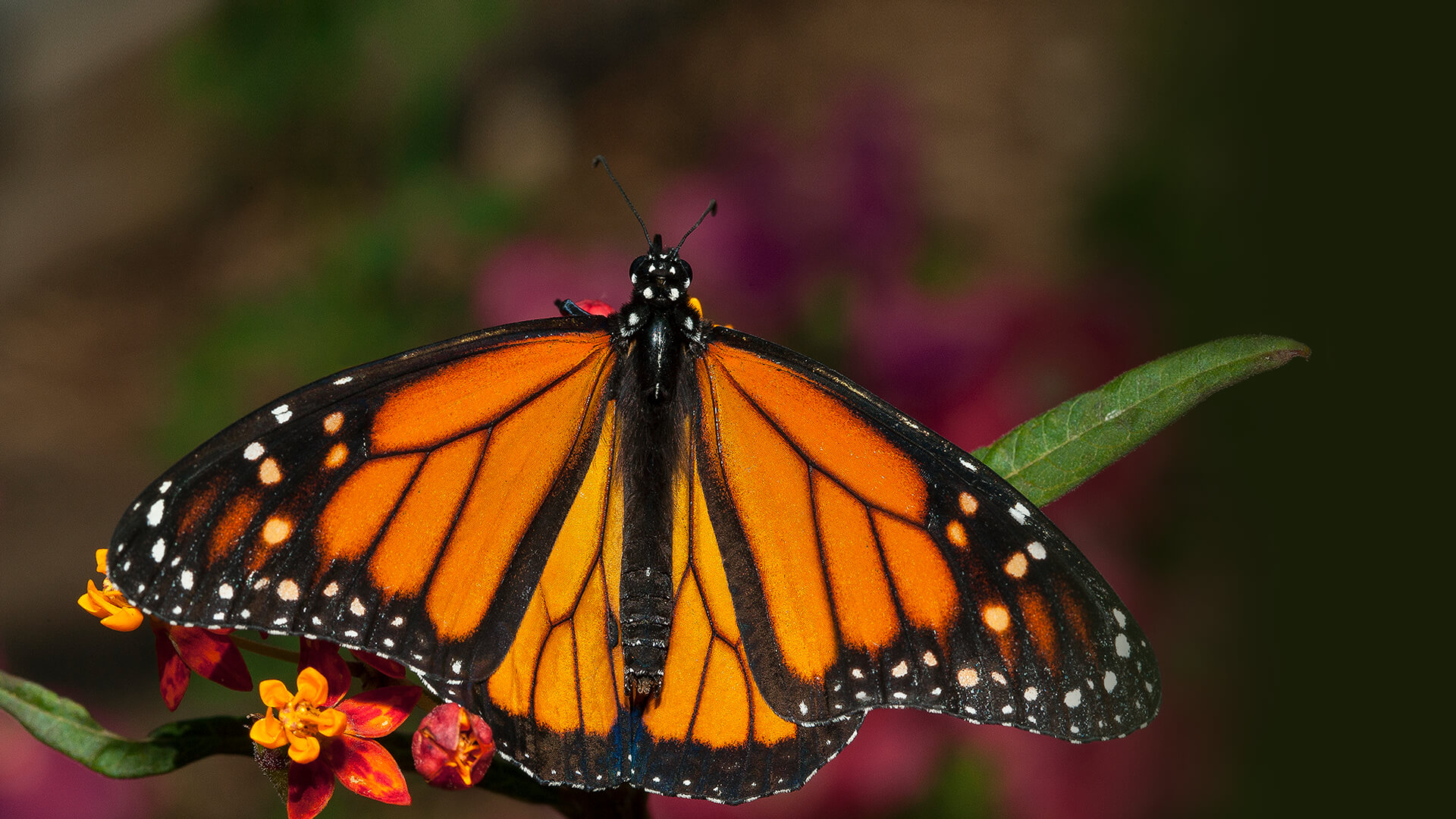 Monarch butterfly resting on green leaf