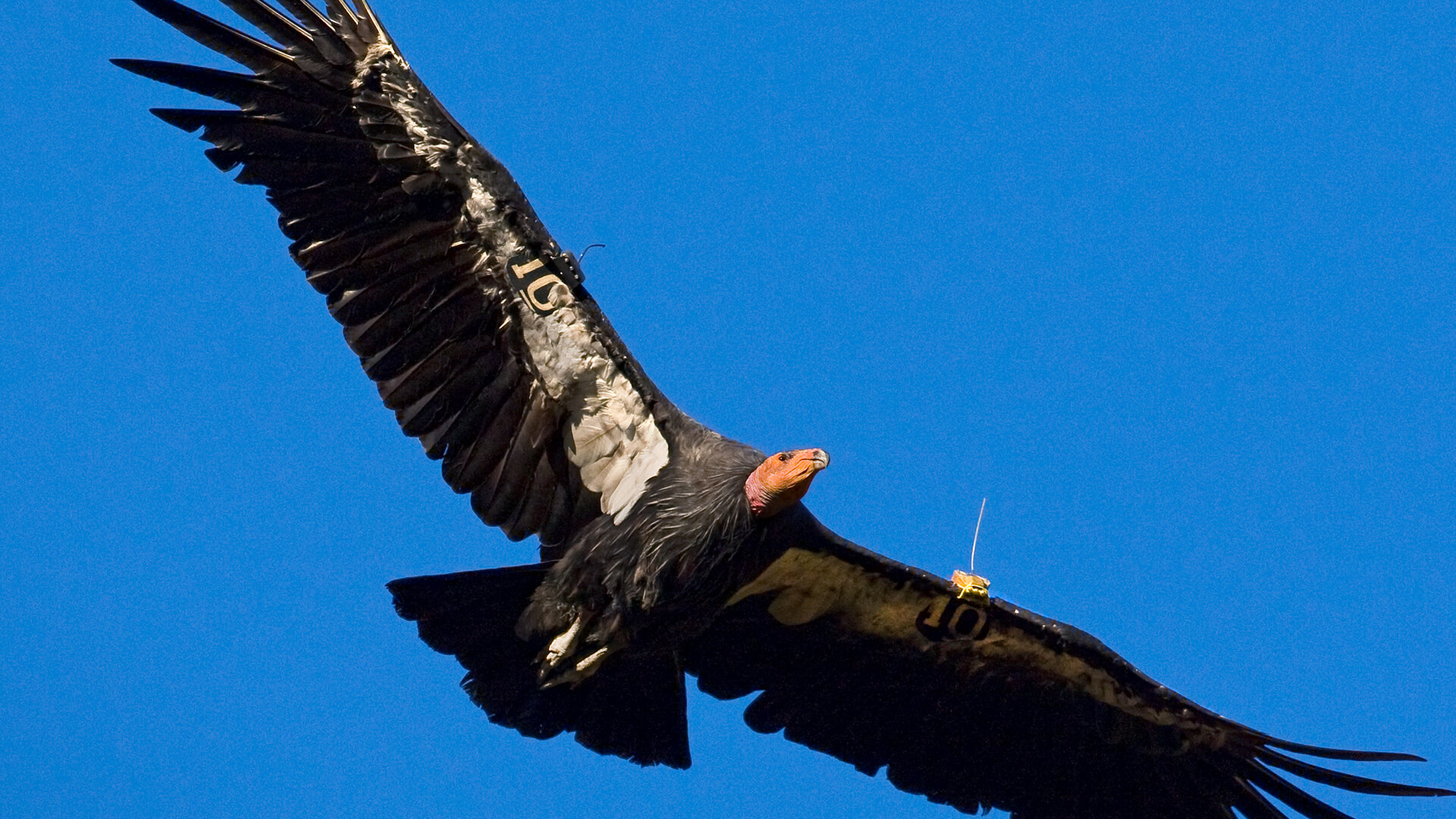 California Condor with radio tracking devices on its wings