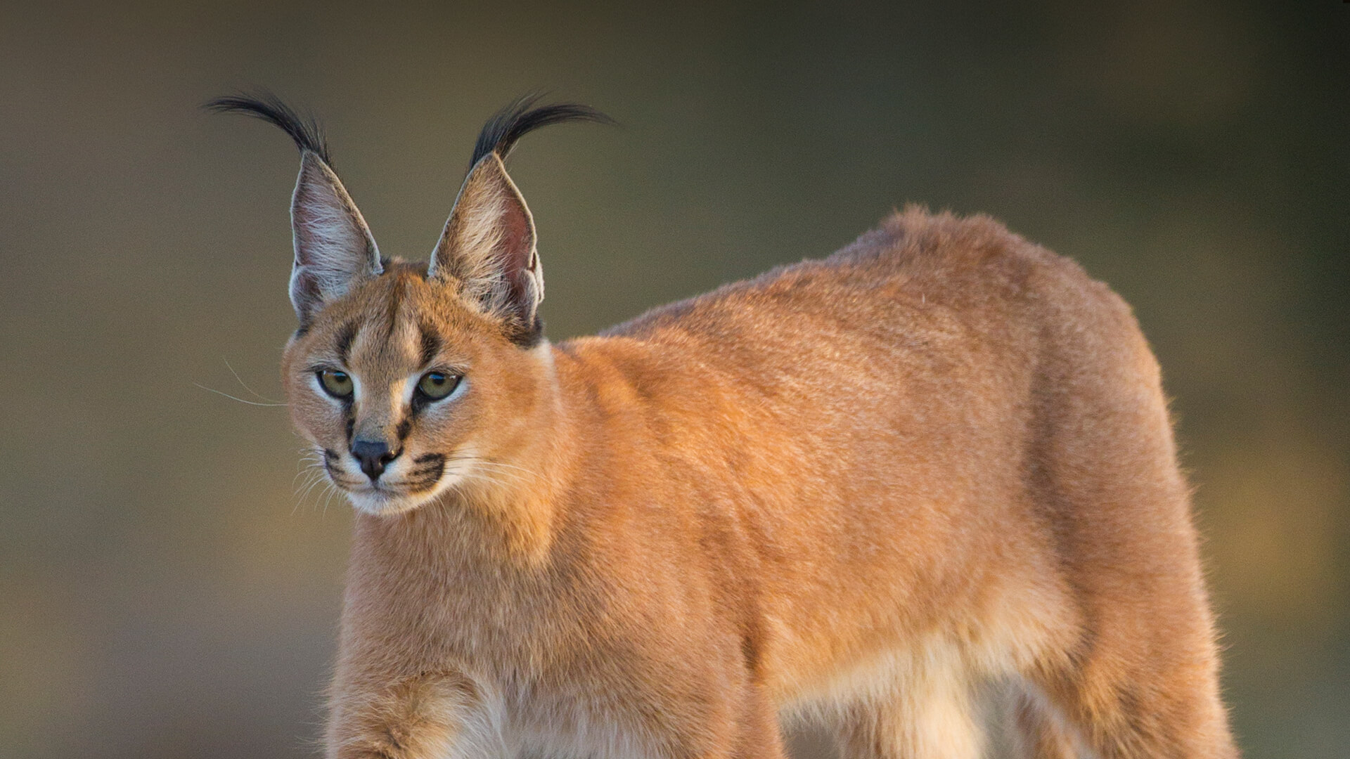 A caracal stares to the left as it walks