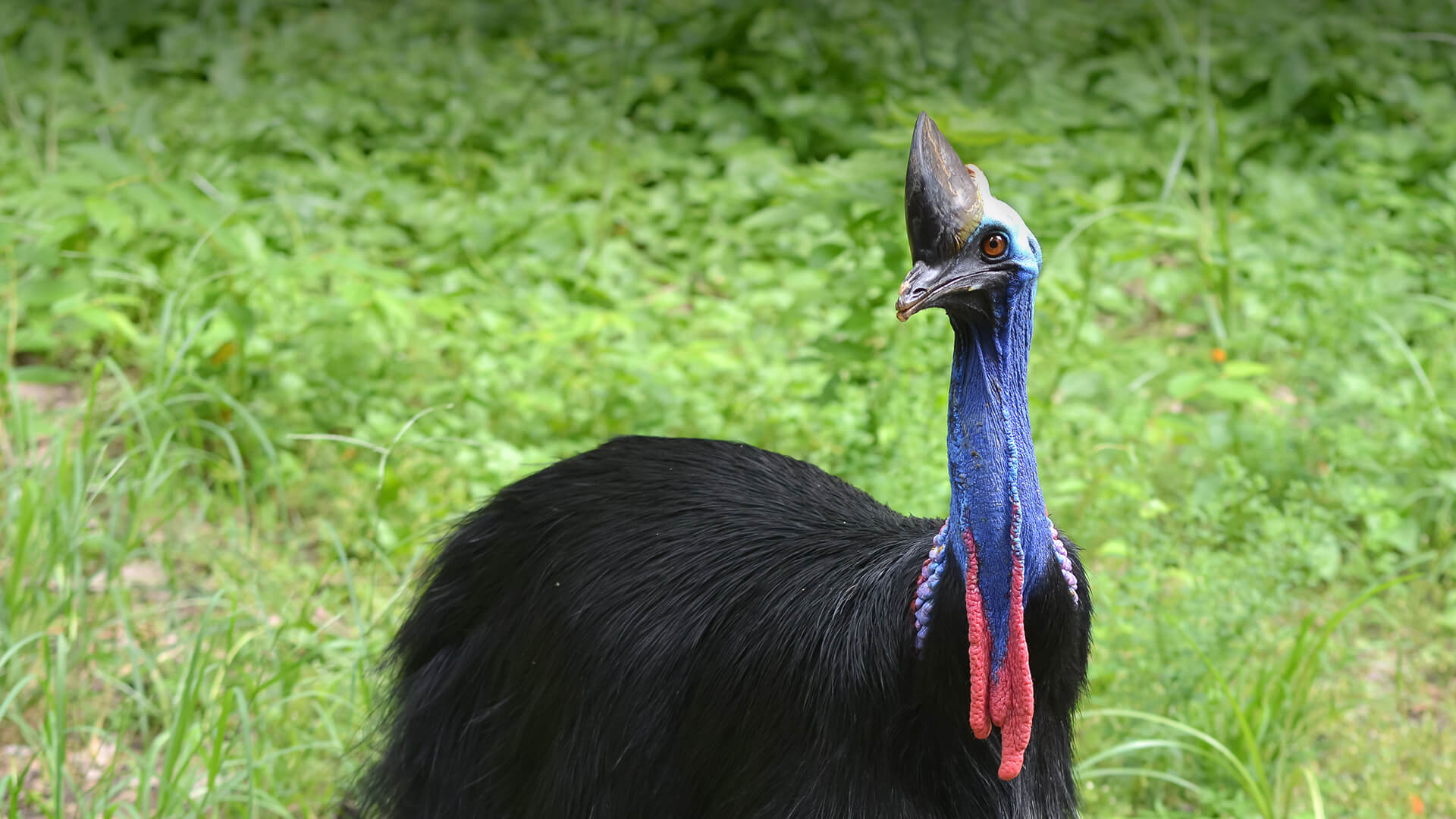 Cassowary standing in front of green grassy background