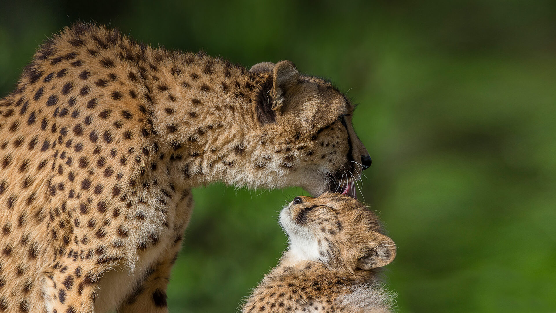 Mother cheetah grooming  young cub