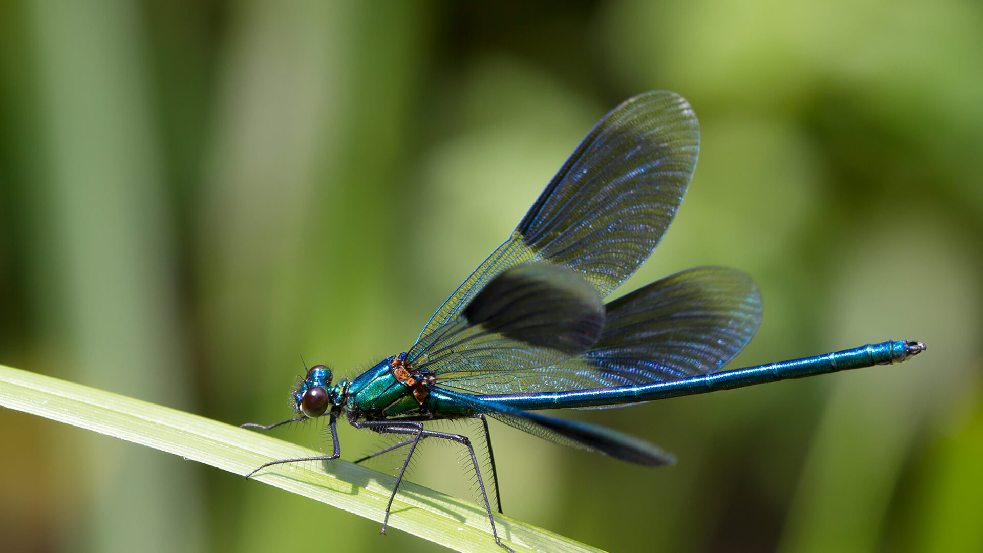 Banded Demoiselle (Calopteryx splendens) Male