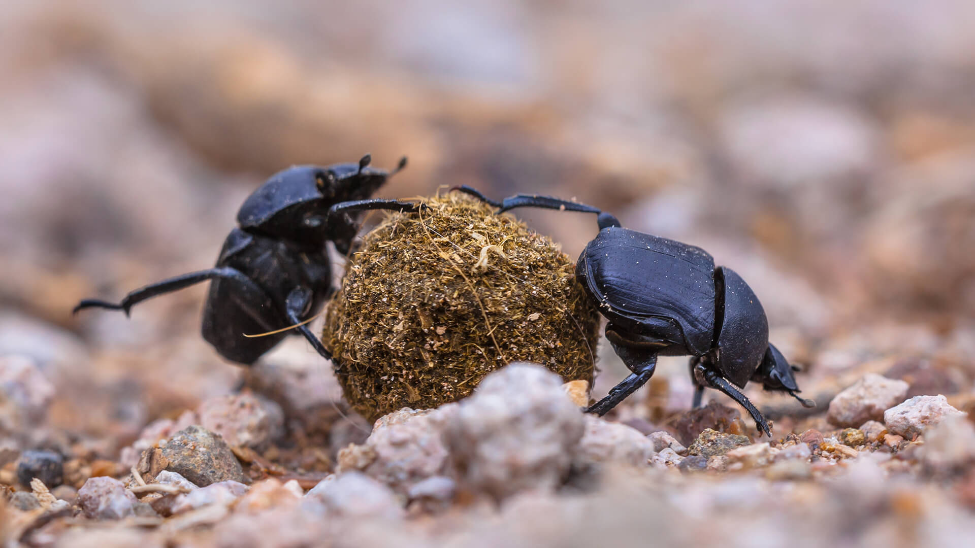 Two dung beetles rolling a ball of dung on gravel
