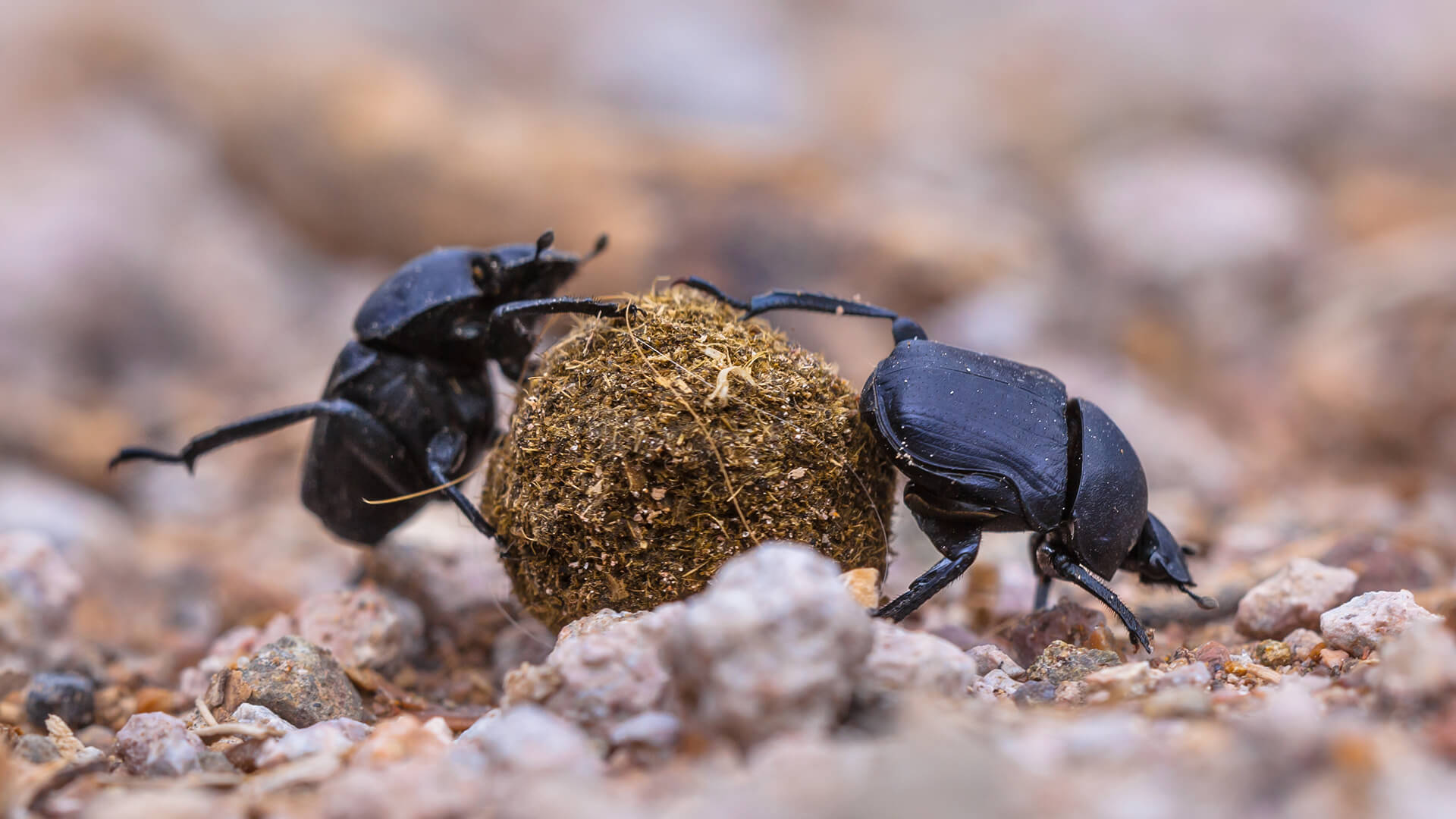 scarab beetle flying