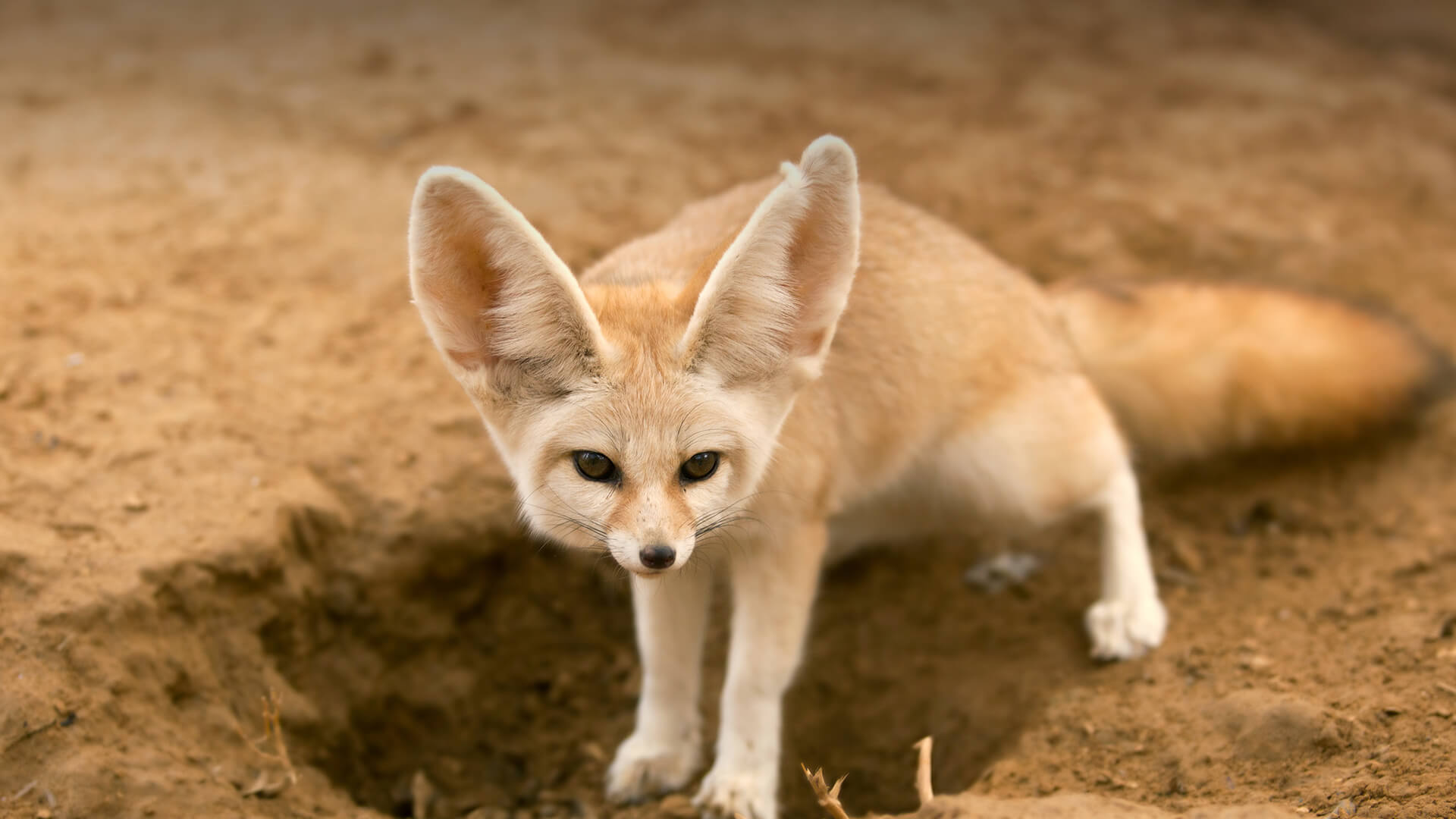 Fennec fox standing over hole in dirt. 