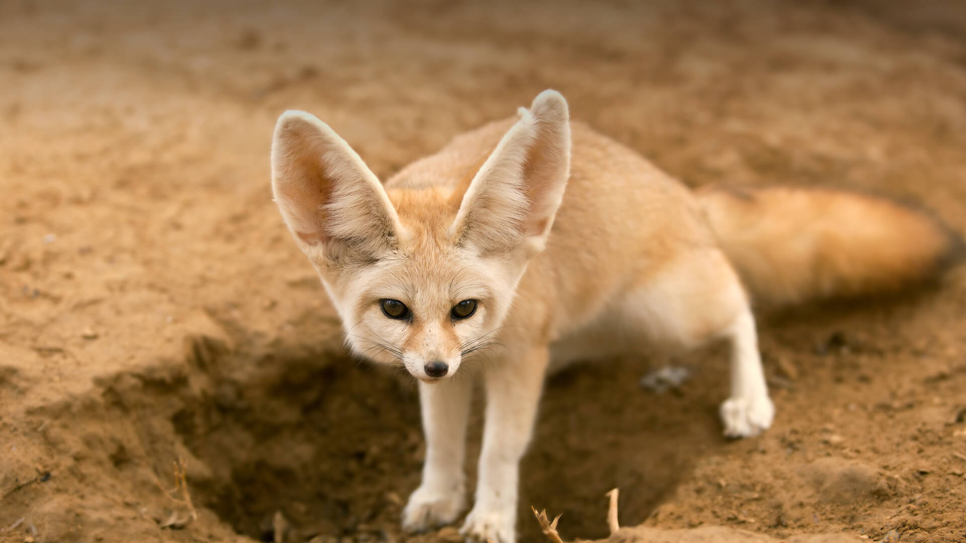 Fennec fox standing over hole in dirt