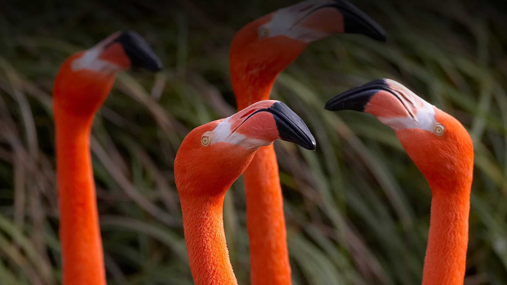 four flamingos stretch their necks up to the sky