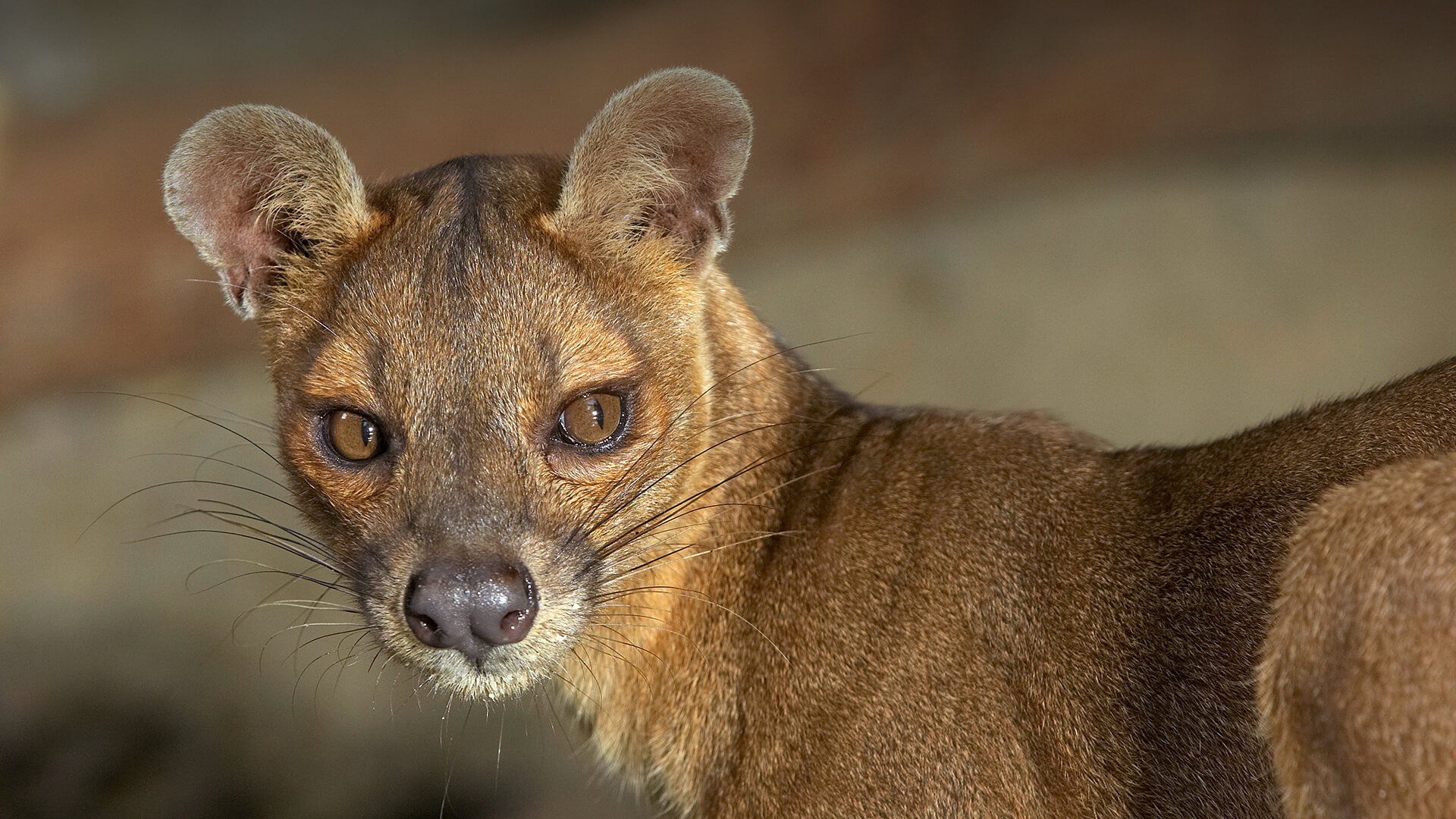 Closeup of a female fossa looking to the right