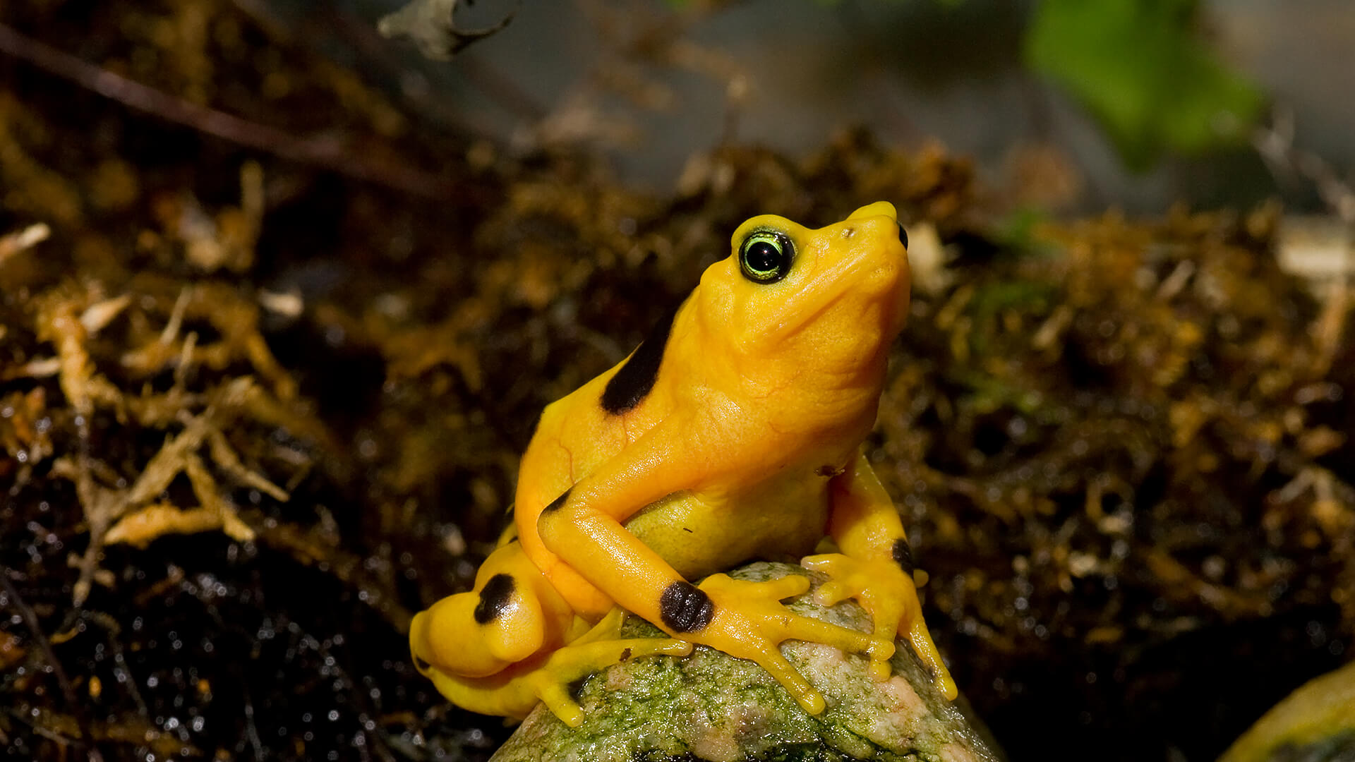 Panamanian Golden Frog sitting on an algae covered rock in front of a mossy backdrop