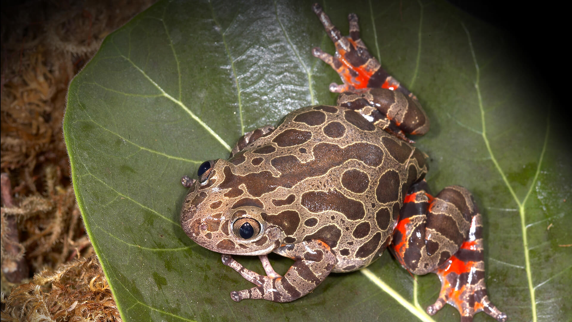 Red-legged kassina frog
